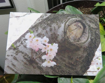 Original Photography from Japan of Macro Cherry Blossoms on a Branch - 4x6" satin print or postcard - can be signed by request