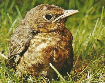 Vintage 1960s Postcard Young Blackbird Black Baby Bird Wild Wildlife Nature Animal Greeting Card Photochrome Era Postally Unused