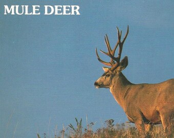 Vintage 1980s Postcard Mule Deer Buck and Doe Canada USA Nature Wildlife Animal Mountain Card Photochrome Era Postally Unused - More Styles