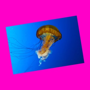 Méduse Victoria Sydney BC Salish Sea Center Aquarium Creatures Small Business NOUVEAU Carte postale exclusive Révolution rose crâne