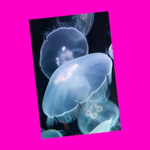 NOUVELLE carte postale exclusive PinkSkull Snail Mail Revolution