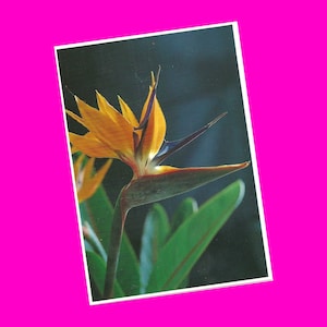 Hawaii Vintage 1990 Postkarte Blume Paradiesvogel Wild Flora USA Postkarte Photochrome Ära Postal unbenutzt