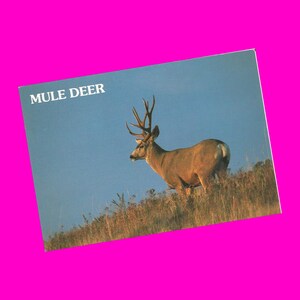 Vintage 1980er Jahre Postkarte Maultierhirsch Buck und Doe Kanada USA Natur Wildtier Tier Berg Postkarte Photochrome Ära Postalisch Unbenutzt - More Styles