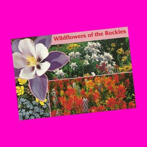 Vintage 1990s Postkarte Wildblumen Rocky Mountains Columbine Indian Paintbrush Photochrome Ära Postal unbenutzt
