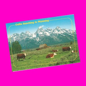 Carte postale vintage des années 1990 du Wyoming, animaux sauvages, bisons, bovins, wapitis, aventure dans les montagnes de l'ouest des États-Unis, photochrome, postal, n'a pas été utilisé, lot de 5