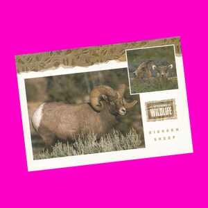 Cartão postal vintage de Wyoming dos anos 1980 Animais selvagens Touro Alce Grande gato Lince Carneiro selvagem Western Adventure Photochrome Postalmente não utilizado Conjunto de 3