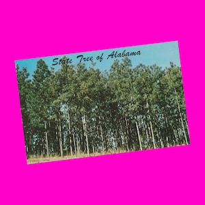 Alabama Vintage anni '50 Cartolina Stato Albero Pino del sud Conifera Flora Stati Uniti Fotocromia Era Postalmente inutilizzato