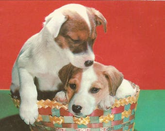 Vintage 1950s Postcard Fox Terrier Pups Dog Cute Funny Portrait Sweet Adorable Puppy Animal Fur Baby Photochrome Card Postally Unused