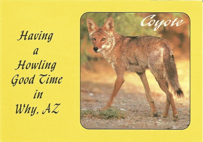 Vintage Postcards Why Arizona Coyote Animal Flora Cactus Flowers Poppies United States USA Photochrome Postally Unused More Styles