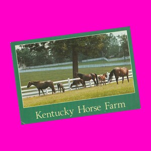 Carte postale vintage des années 1980 du Kentucky, ferme équestre, course d'herbe bleue, élevage, agriculture, vue panoramique, animal, rural, photochrome, époque, postal, inutilisé