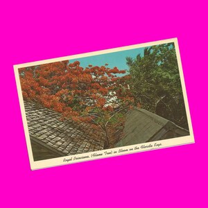 Florida Keys Vintage Postal Flame Tree Royal Poinciana Pretty Nature View Curteichcolor Estados Unidos Tarjeta Fotocromática Postalmente Sin Usar