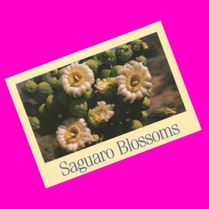 Stara pocztówka z lat 80. Kwiaty Saguaro Pustynna Flora Kaktus Widok Widok Majestatyczna Natura Kwiaty Scena Fotochromowa Karta Nieużywana Pocztowo