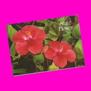 Cartolina vintage delle Hawaii degli anni '90 Hibiscus State Flower Wild Fucsia Flora Stati Uniti Visualizza foto cartolina Photochrome Era Postalmente inutilizzata