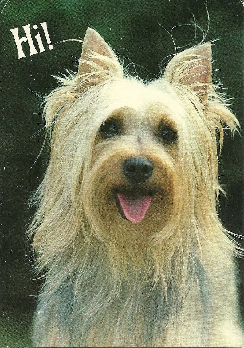 Vintage 1980s Postcard HI Sweet Dog Puppy Furry Friend Cute Pet Animal Greeting Card Photochrome Era Postally Unused