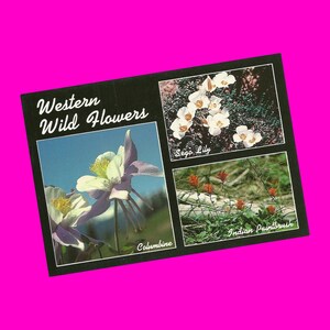 Vintage 1990er Jahre Postkarte Wildblumen Rocky Mountains Columbine Indian Paintbrush Sego Lily Fotoansicht Photochrome Ära Postal unbenutzt