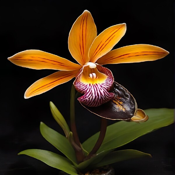 Flower Pleurothallis Orchid - Digital Art Print, Wall Art, Digital Download, Wall Decor, Printable Art, Nature, Rainforest Flowers