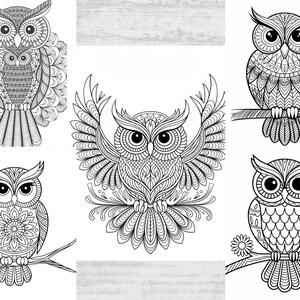Owl Coloring Pages, Owl Coloring Sheets, Adult Owl Coloring Pages, Owl