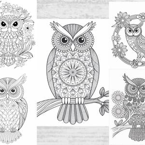 Owl Coloring Pages, Owl Coloring Sheets, Adult Owl Coloring Pages, Owl