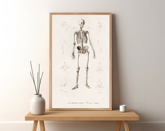 Human skeleton illustrated by Charles Dessalines D' Orbigny Matte Vertical Posters