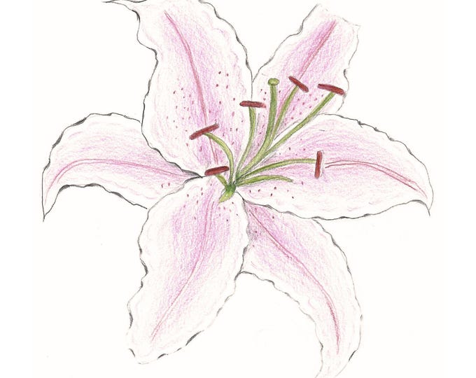 Featured listing image: Pink Lily Print: Hand-Drawn Floral Wall Art (Digital Download 8x10in JPG)