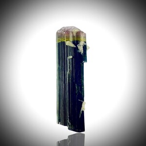 May include: A vertical, multi-colored tourmaline crystal. The top section is a mix of pink and tan, transitioning to yellow, then dark blue-green. Small, white crystalline formations are attached to the side. The crystal is displayed against a gradient white background.
