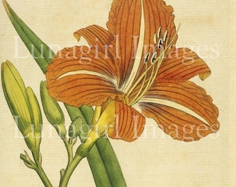 160 FLOWER PRINTS, Victorian Botanical Prints, Floral Art, vintage images, antique flowers plants, cards crafts, Vintage ephemera, DOWNLOAD