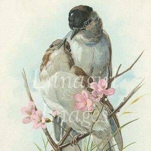 500 PÁSSAROS VINTAGE, imagens digitais, pássaros vitorianos, estampas de natureza de jardim, cartões postais antigos, pássaros Audubon, arte vintage Ephemera DOWNLOAD