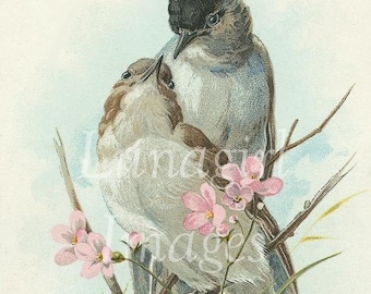 500 VINTAGE BIRDS, digital images, Victorian birds, garden nature prints, antique postcards, Audubon birds, vintage art Ephemera DOWNLOAD