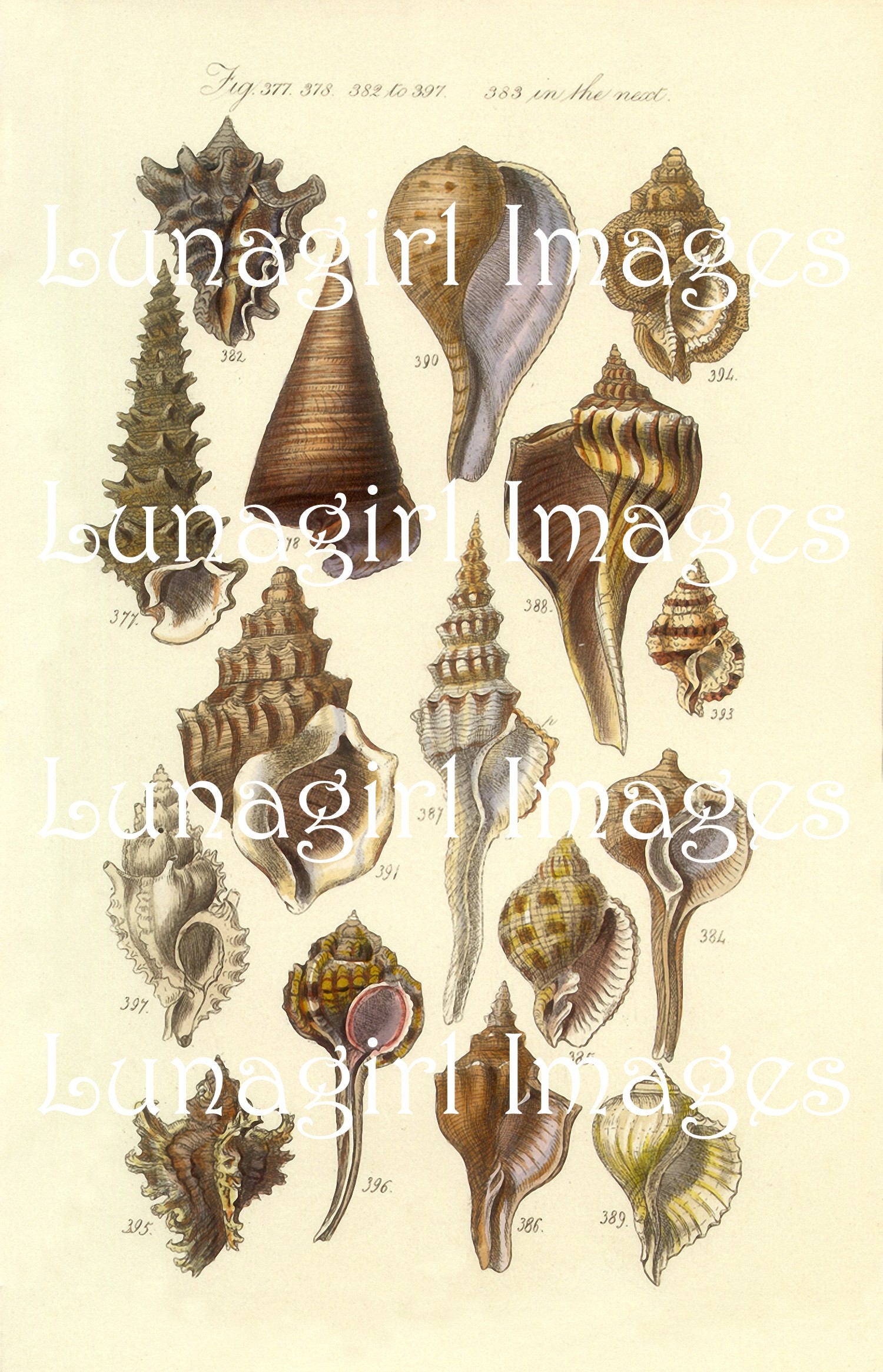 64 Vintage SEASHELLS Prints DIGITAL DOWNLOAD Victorian | Etsy