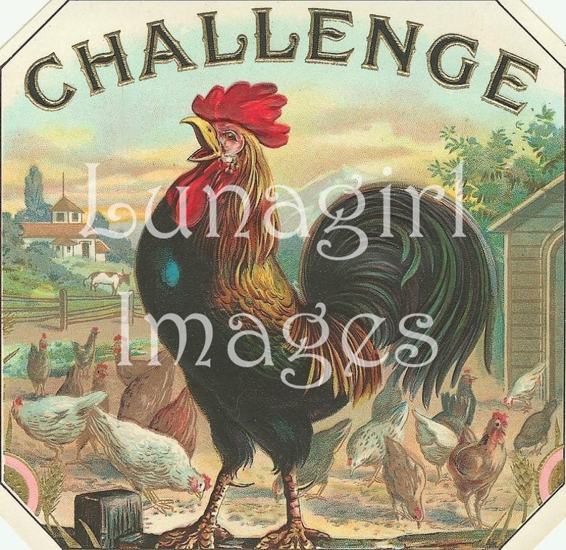 K&ouml;nnte beinhalten: Vintage Illustration mit einem kr&auml;henden Hahn mit rotem Kamm und gelbem Schnabel in einer Farm. Das Wort "CHALLENGE" steht oben. H&uuml;hner sind im Vordergrund, mit einer Scheune und Landschaft im Hintergrund.