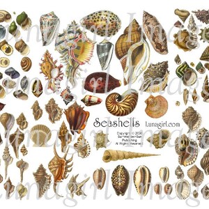 SEASHELLS digital collage sheet, VINTAGE images, Victorian nature, nautical ocean beach art, charms pendants, altered art Ephemera DOWNLOAD