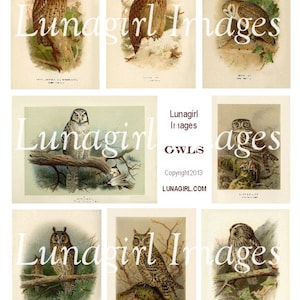 OWLS digital collage sheet, Victorian prints birds, vintage images Halloween Autumn woodland pictures, antique ephemera altered art DOWNLOAD