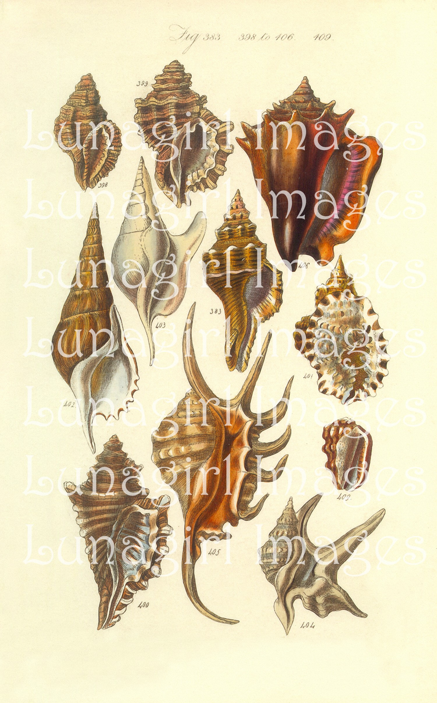 64 Vintage SEASHELLS Prints DIGITAL DOWNLOAD Victorian | Etsy