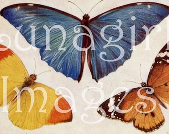 250 VINTAGE BUTTERFLIES, digital ephemera, Butterfly wings, Victorian art cards, antique prints, Butterfly Photos, woodland nature, DOWNLOAD