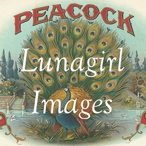 K&ouml;nnte beinhalten: Vintage-Illustration mit einem Pfau mit einem leuchtenden, aufgef&auml;cherten Schwanz. Der Text "PEACOCK" ist rot und "Lunagirl Images" wei&szlig;. Der Hintergrund zeigt eine ruhige Landschaft mit See und B&auml;umen.