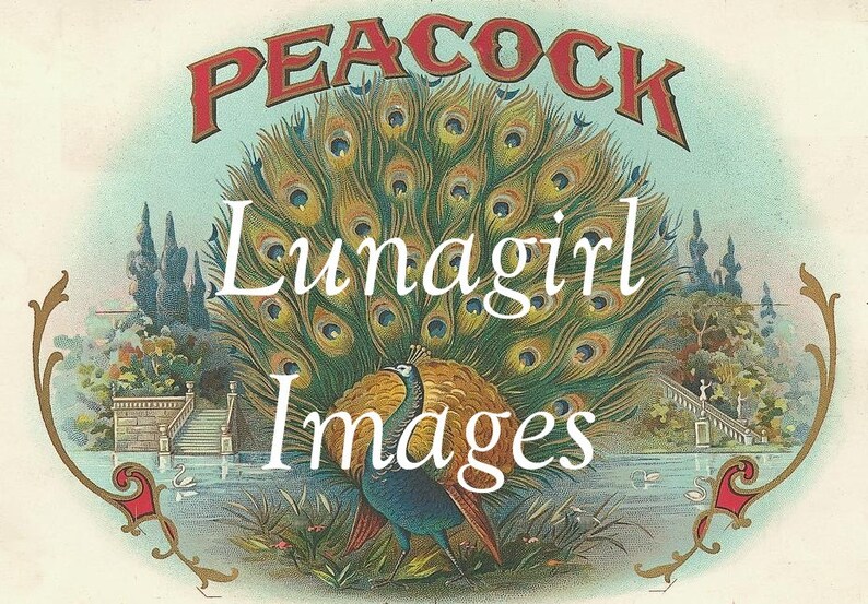 K&ouml;nnte beinhalten: Vintage-Illustration mit einem Pfau mit einem leuchtenden, aufgef&auml;cherten Schwanz. Der Text "PEACOCK" ist rot und "Lunagirl Images" wei&szlig;. Der Hintergrund zeigt eine ruhige Landschaft mit See und B&auml;umen.