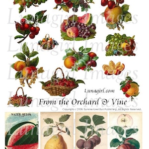 VINTAGE FRUIT, digital collage sheet, Vintage Bilder Viktorianische Karten Stanzschnitte, antike botanische Drucke, Obstkorb, Kunst Ephemera DOWNLOAD