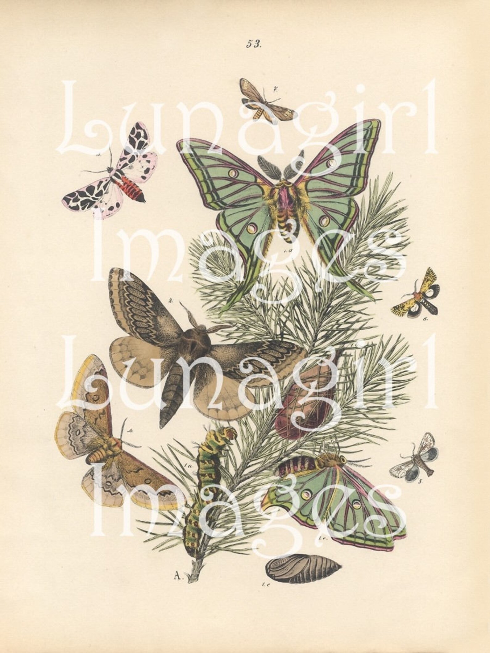 250 BUTTERFLIES Vintage Images Victorian Cards Photos French Etsy