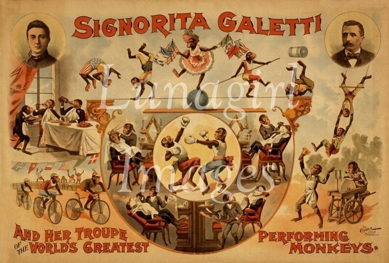Pu&ograve; includere: Poster di circo vintage con le parole "Signorita Galetti" e "And Her Troupe of the World's Greatest Performing Monkeys". Il poster raffigura scimmie che eseguono vari numeri circensi, tra cui funambolismo, boxe e acrobazie. La tavolozza dei colori &egrave; principalmente seppia.
