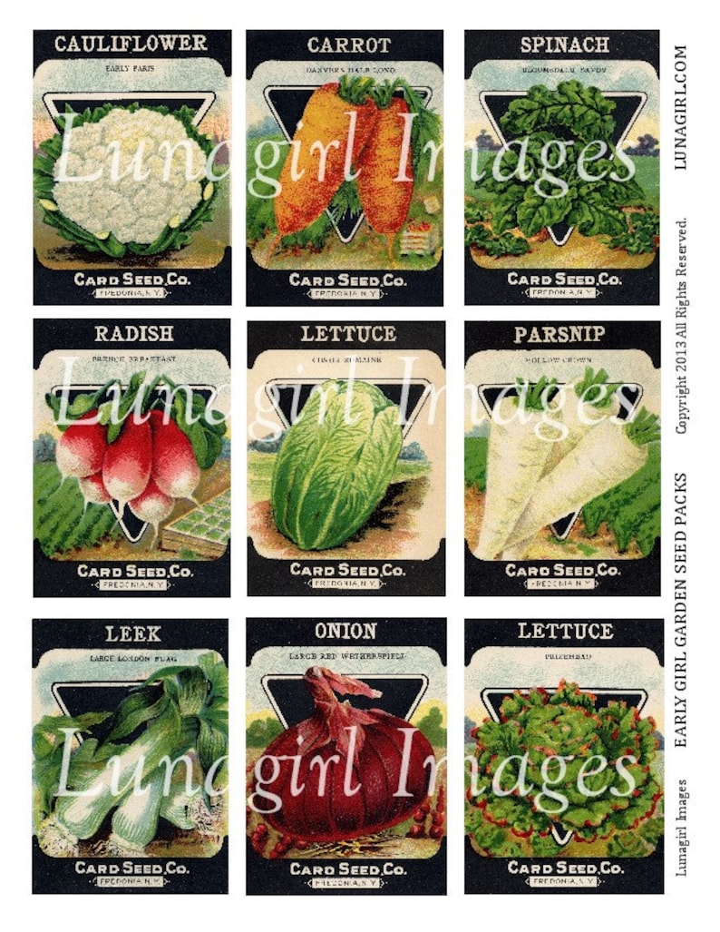 May include: A collection of vintage seed packet illustrations featuring various vegetables. The packets showcase detailed drawings of cauliflower, carrots, spinach, radish, lettuce, parsnip, leek, onion, and lettuce. Each packet has the text "Card Seed Co." and the name of the vegetable.