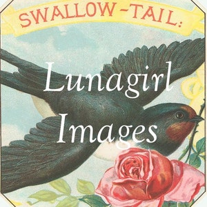 K&ouml;nnte beinhalten: Vintage-Illustration mit einer fliegenden Schwalbe, mit dunkelblauen und wei&szlig;en Federn und einer roten und rosa Rose. Der Text "SWALLOW-TAIL:" steht oben, und "Lunagirl Images" steht in der Mitte.