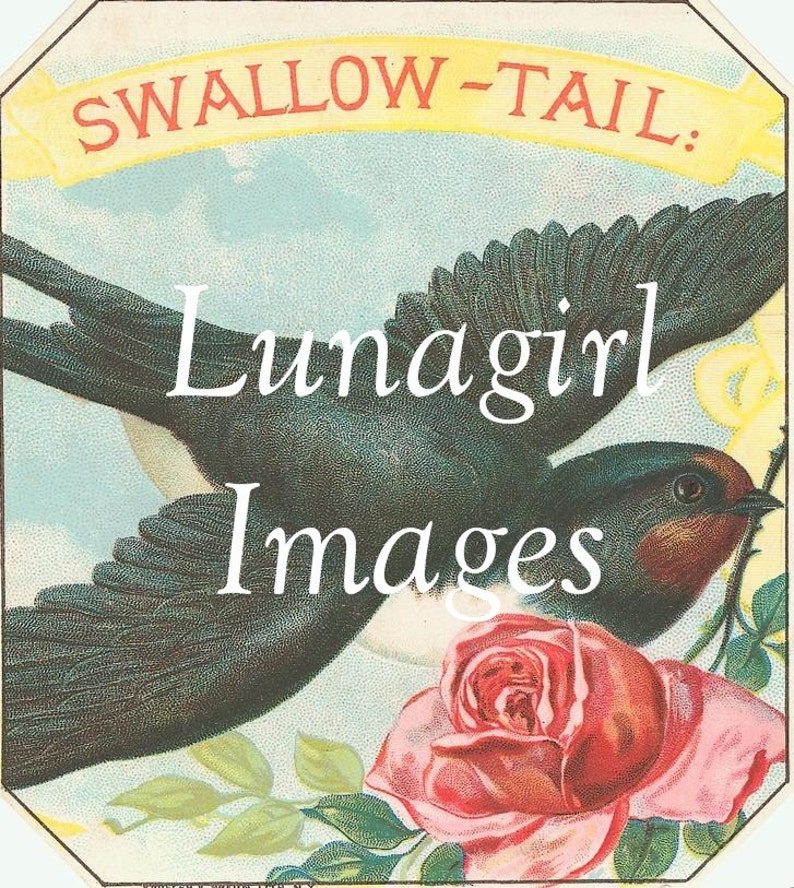 K&ouml;nnte beinhalten: Vintage-Illustration mit einer fliegenden Schwalbe, mit dunkelblauen und wei&szlig;en Federn und einer roten und rosa Rose. Der Text "SWALLOW-TAIL:" steht oben, und "Lunagirl Images" steht in der Mitte.