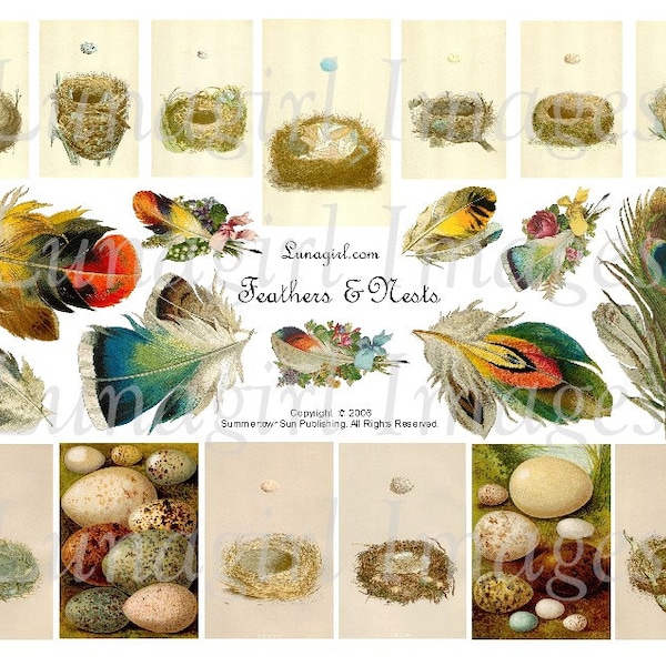 FEATHERS NESTS digital collage sheet, Vintage Bilder viktorianische Kunst, Vintage Vögel Eier, antike Karten, Natur Wald Ephemera, DOWNLOAD