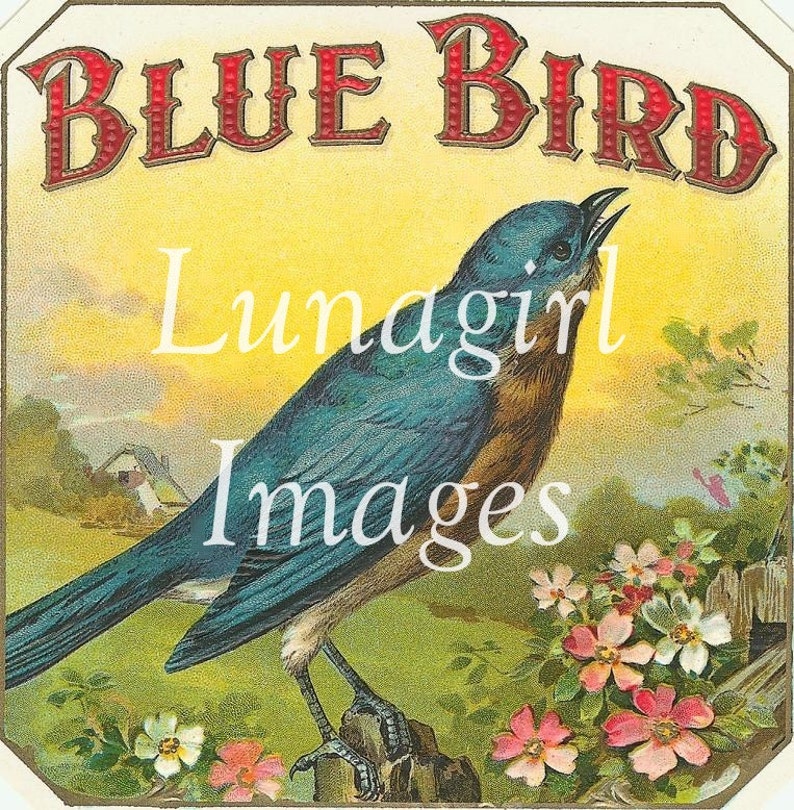 K&ouml;nnte beinhalten: Vintage Illustration mit einem blauen Vogel auf einem Ast, mit dem roten Text "BLUE BIRD" dar&uuml;ber. Der Vogel ist vor einem gelben Hintergrund mit einer Landschaftsszene und Blumen platziert.