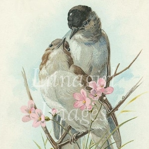 500 VINTAGE VÖGEL, digitale Bilder, viktorianische Vögel, Wald Kunst, Garten Natur Drucke antike Postkarten, Krähen Drosseln, Ephemera DOWNLOAD