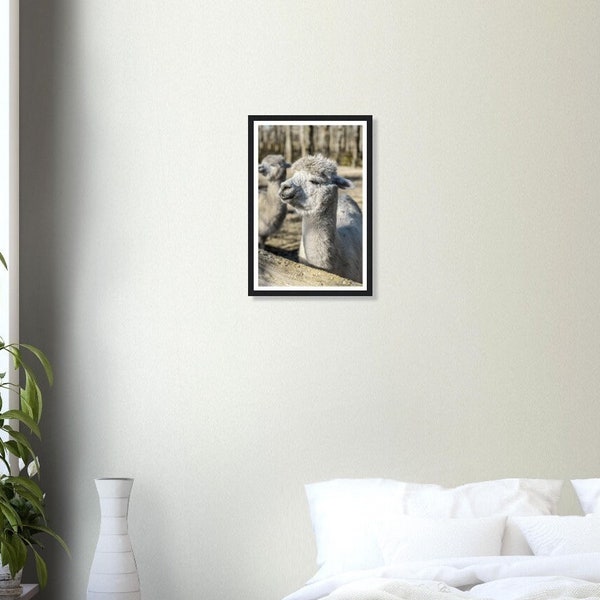 Premium Nature Poster Alpaca with Wooden Frame