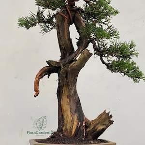 Bonsai Juniperus chinensis | Chinese juniper bonsai | Evergreen bonsai plant | Bonsai tree for decoration | Miniature tree decor