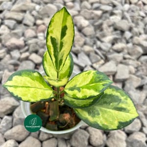Hoya Australis « Paon » | Plante d&#39;intérieur exotique | Décoration jungle urbaine |  Hoya exotique rare avec un feuillage magnifique pour les collectionneurs