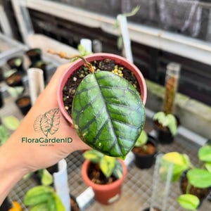 Hoya Calistophylla Chibi | Miniature Hoya with Bold Veins | Easy Care Indoor Plant | Rare Houseplant Gift | Urban Jungle Decor | Table Plant
