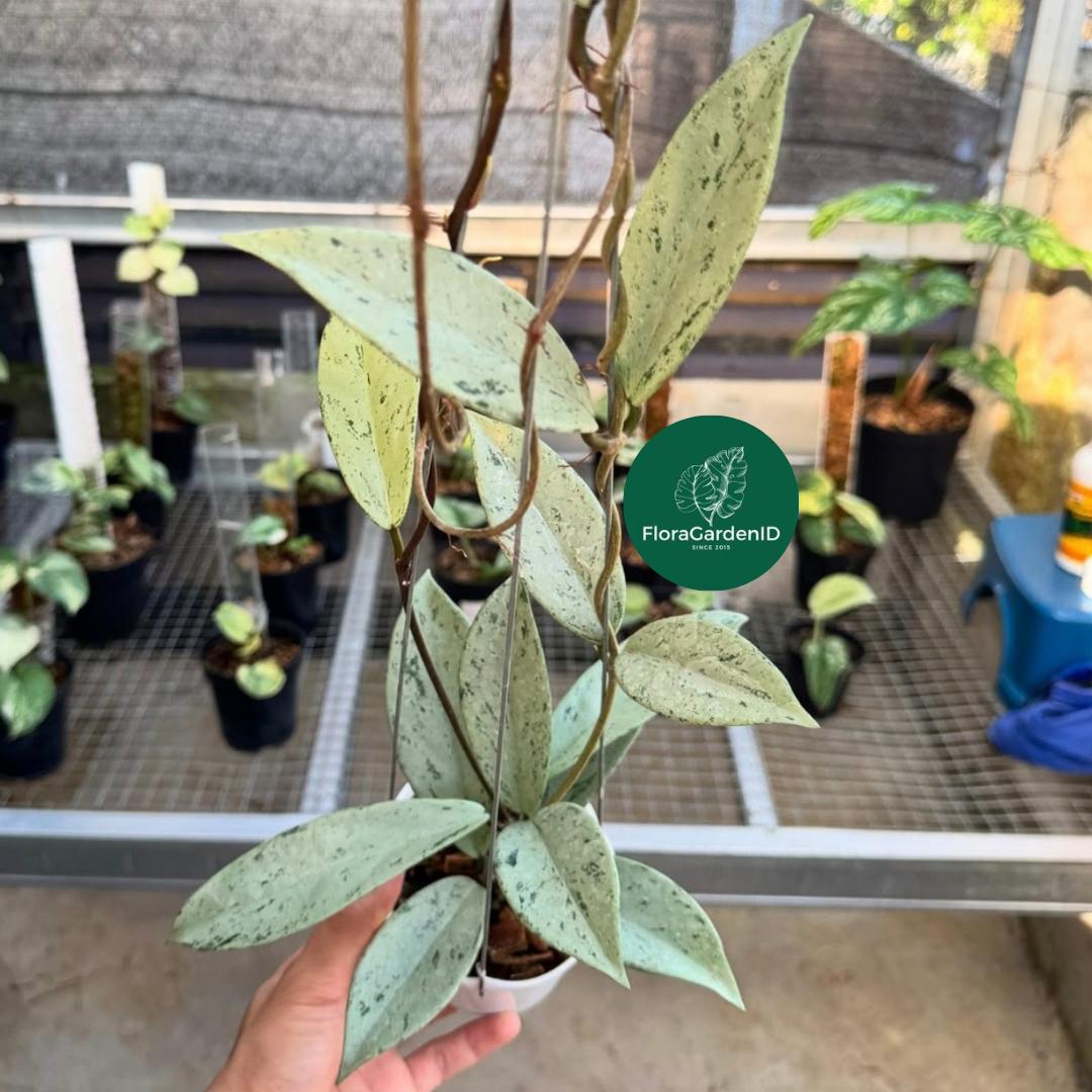 Hoya pubicalyx black dragon - Etsy 日本